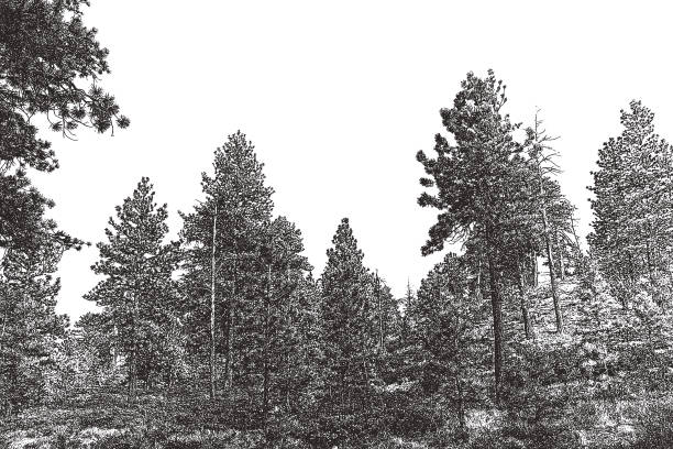 소나무 브라이스 캐년 국립 공원에서 - bristlecone pine pine tree tree forest stock illustrations