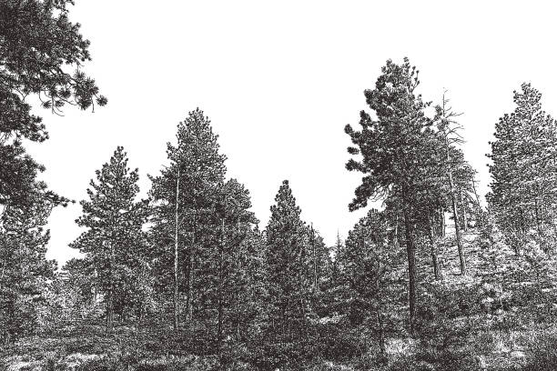 sosny w parku narodowym bryce canyon - bristlecone pine stock illustrations