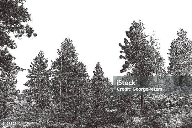 Pine Trees At Bryce Canyon National Park Stock Illustration - Download Image Now - Engraving, Forest, Pine Tree