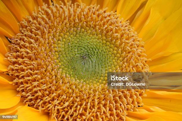 Подсолнечник Вблизи — стоковые фотографии и другие картинки Male Flower - Male Flower, Абстрактный, Без людей