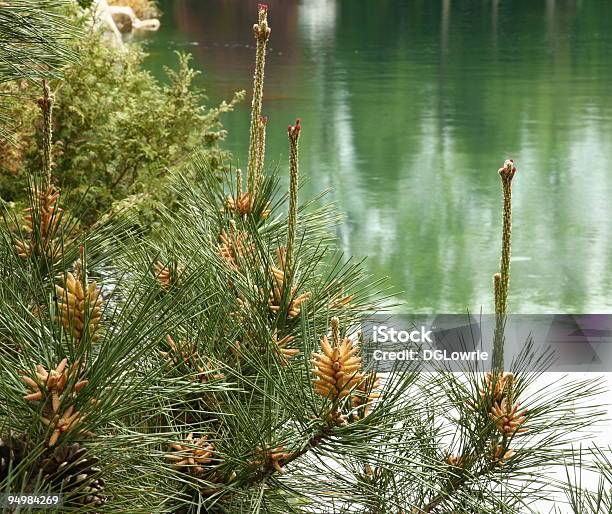 Pinheiro Sobre Lago De Reflexos - Fotografias de stock e mais imagens de Pinus Virginiana - Pinus Virginiana, Pinus sabiniana, Pinus strobus