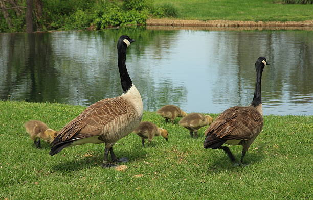 istock Canadian Geese with their Gosslings 94984273