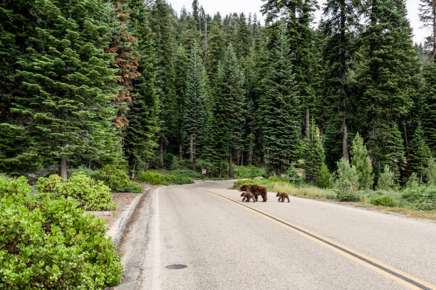 Bear with cubs crossing the road in national park