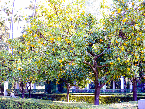 Tangerine garden in a sunny day with trees full of ripe fresh tangerines.  Citrus fruit harvest in autumn.