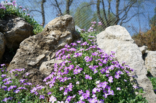 Rare plants from other countries, which grow with good care in Germany