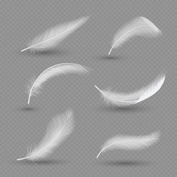 illustrations, cliparts, dessins animés et icônes de jeu d’icônes, vector illustration réaliste de plumes oiseaux blancs - plume