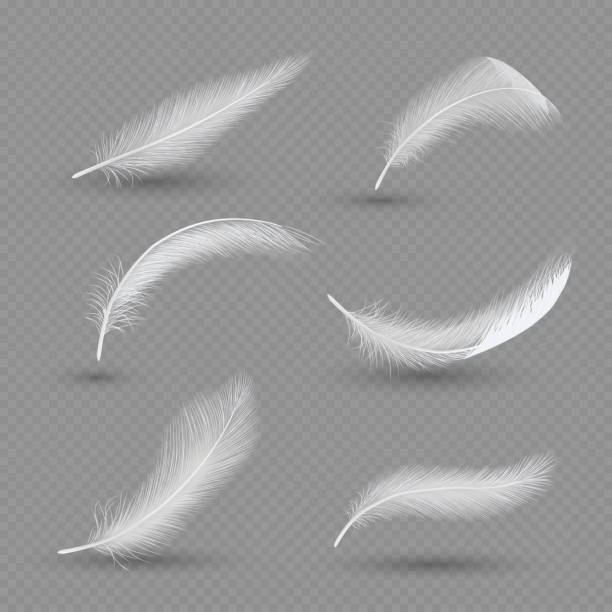 White birds feather icon set, vector realistic illustration White birds feather icon set. Vector realistic illustration isolated on transparent background. feather stock illustrations
