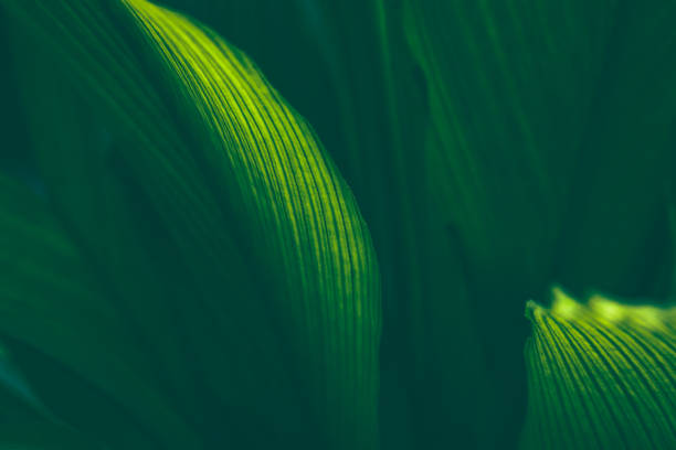 Tropical leaf close-up stock photo