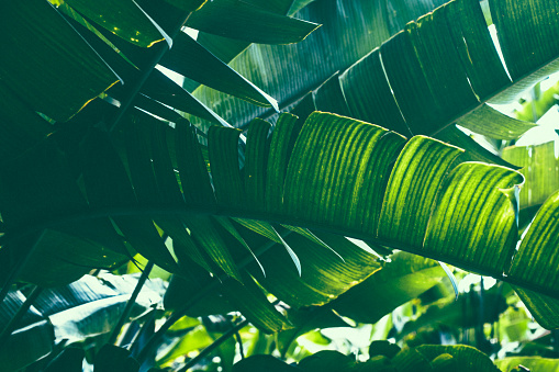 Tropical banana palm leaf