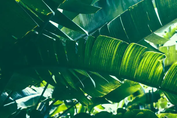 Photo of Tropical banana palm leaf
