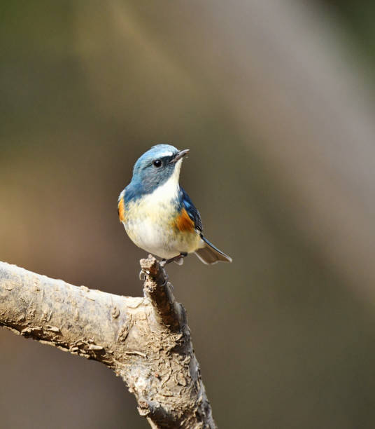 istock Red-flanked bluetail of perch 949859834