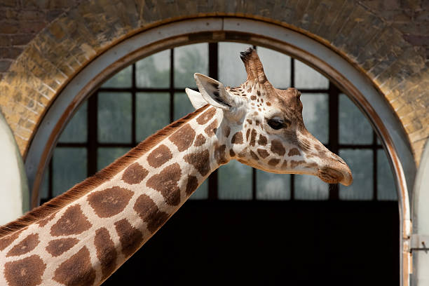 istock giraffe at london zoo 94986084