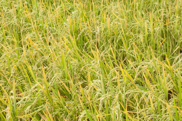 istock Golden field in Thailand 949860964