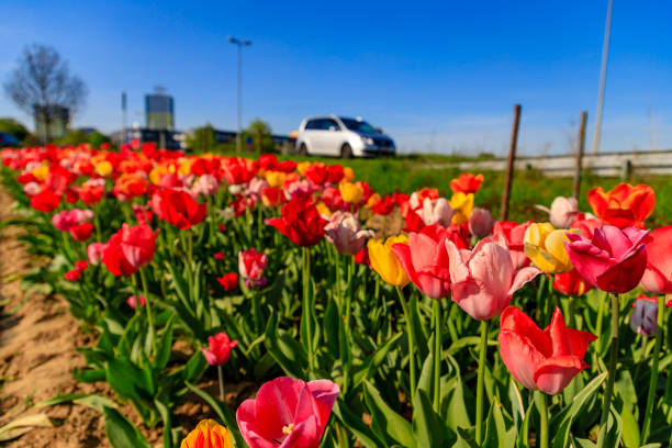istock Red tulips against an urban background with skyscrapers 949862174