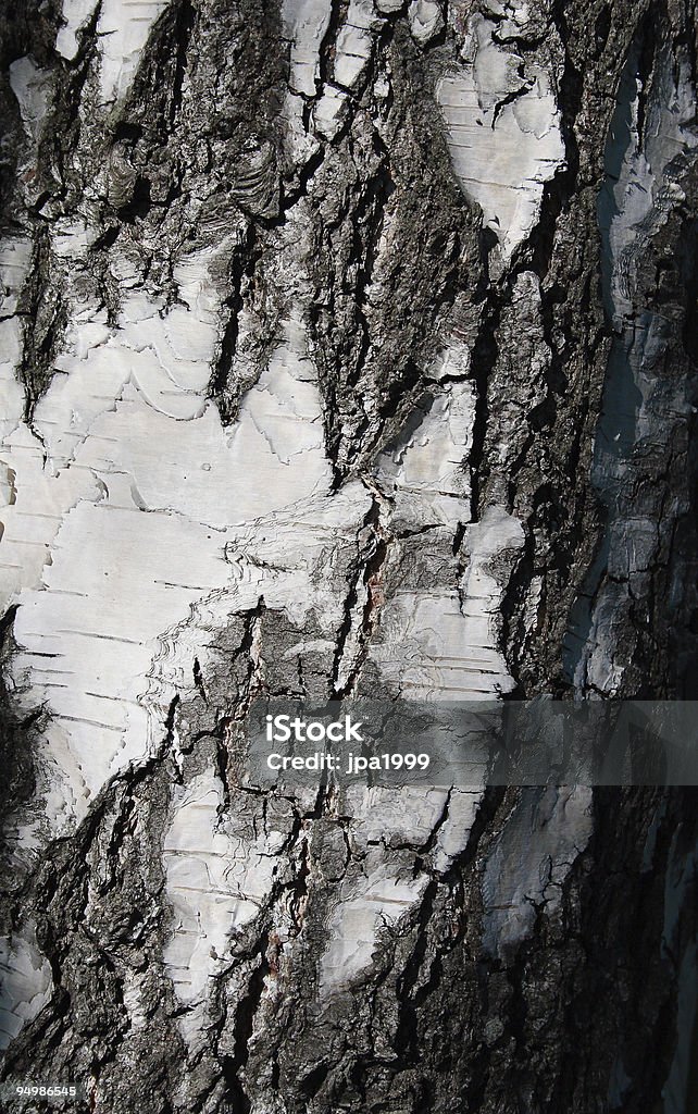 Birch de texture - Photo de Arbre libre de droits