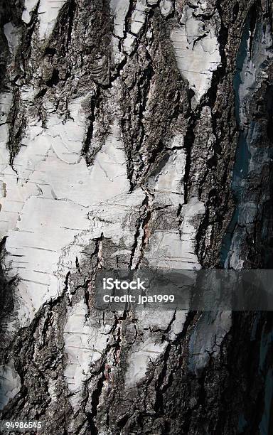 Photo libre de droit de Birch De Texture banque d'images et plus d'images libres de droit de Arbre - Arbre, Blanc, Bois