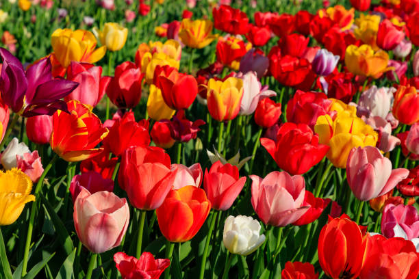 istock Red tulips on a field with blue sky and sunshine 949866300