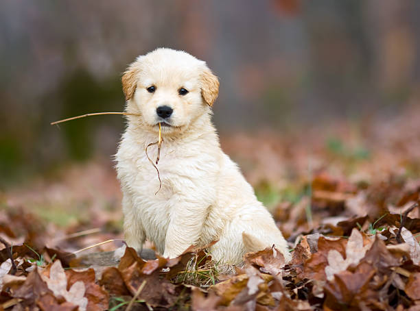 istockphoto で、私のスタイルは、ゴールドの子犬、ストロー - 4753 ストックフォトと画像