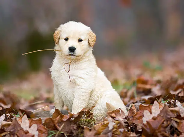 Photo of Hey, look at me, a golden puppy with straw