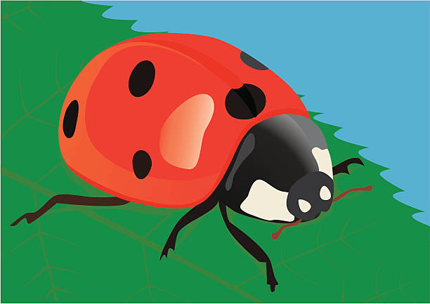 ladybird  seven spot ladybird stock illustrations