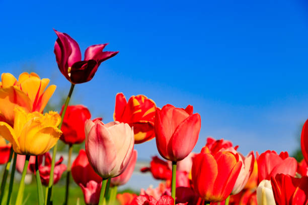 istock Red tulips on a field with blue sky and sunshine 949874516