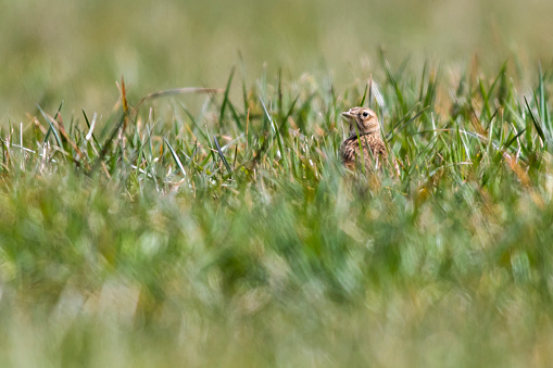 A common skylark on a meadow