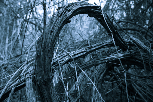 old grape bush stel curves in forest