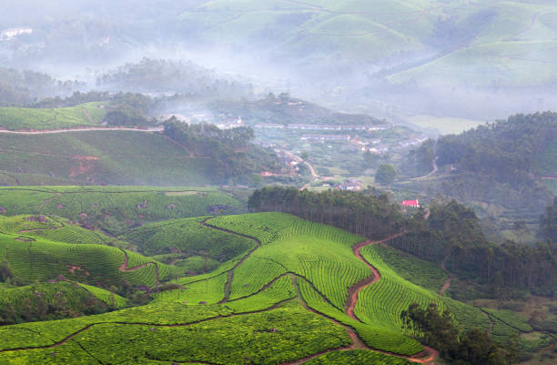 istock Tea plantations in Kerala, South India 949877892