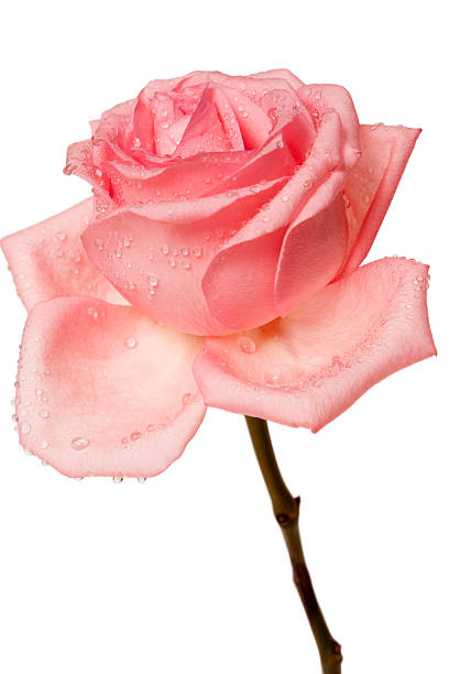 istock flower of a rose 94988063