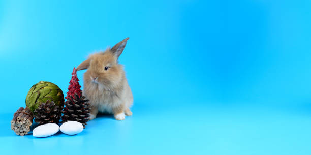 istock brown bunny sit on clean blue background decorated with white stones, green ball and tree models. little rabbit and copy space for text 949881408