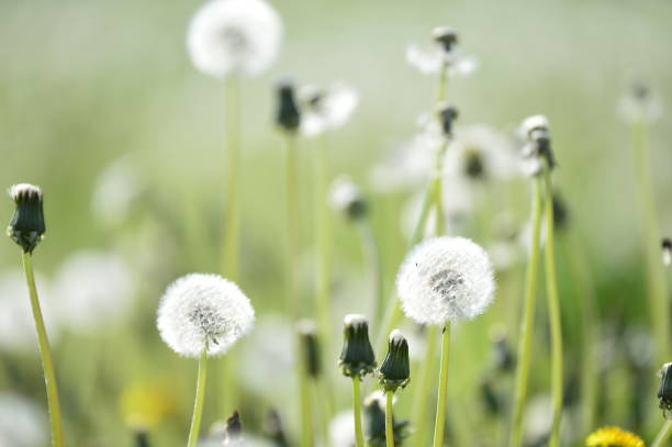 istock Dandelion flower in a field 949881502