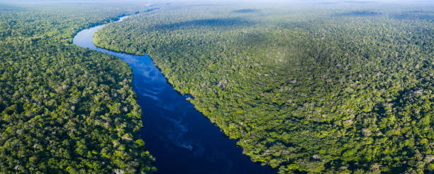 fleuve amazone au brésil - rainforest brazil amazon river amazon rainforest photos et images de collection