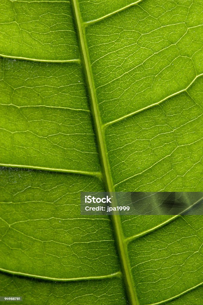Foglia verde - Foto stock royalty-free di Botanica