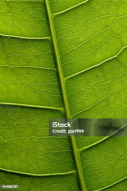 Folha Verde - Fotografias de stock e mais imagens de Botânica - Ciência de plantas - Botânica - Ciência de plantas, Clorofila, Cor verde