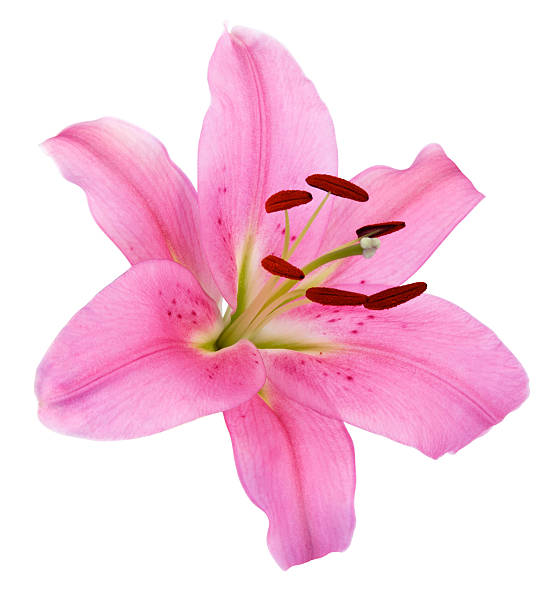 Lily Flower Stock Photo - Download Image Now - Bunch of Flowers