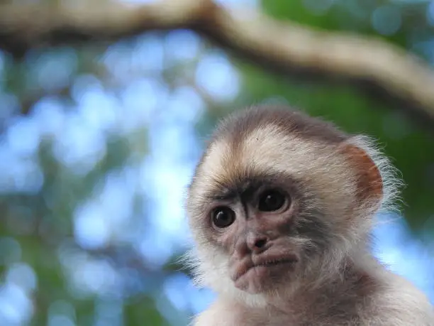 Close-up Portrait of a sad-faced Capuchin Monkey in the Amazon Rainforest of Brazil