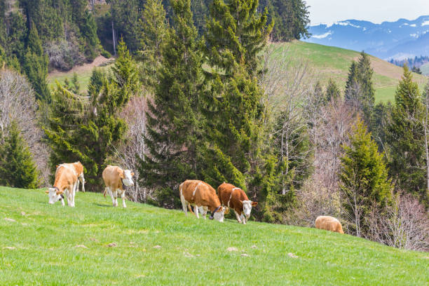 istock several young bulls standing in green pasturage, mountain area, forest 949892484