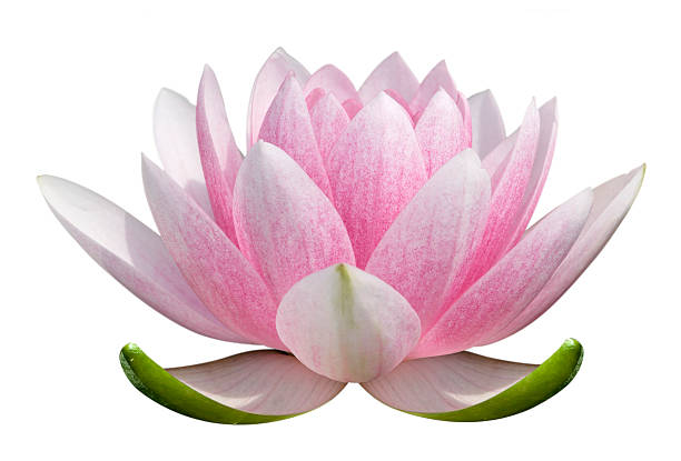 A pink lotus flower on a white background stock photo