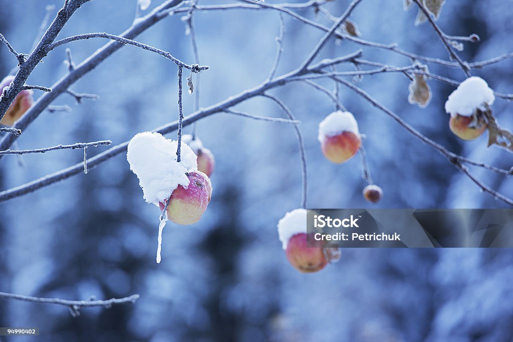 Mele su albero e prima neve - Foto stock royalty-free di Albero