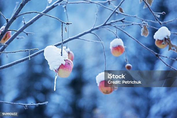 Maçãs Na Árvore E Primeira Neve - Fotografias de stock e mais imagens de Ao Ar Livre - Ao Ar Livre, Azul, Branco