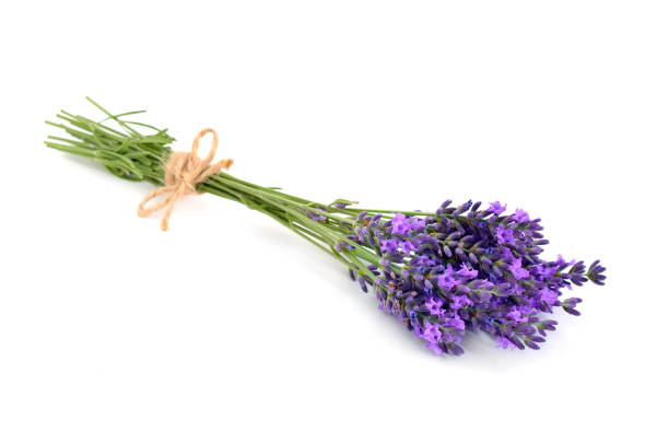 istock Lavender bunch with a jute rope. 949910648
