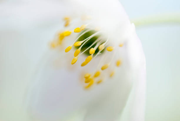 wood anemone nemerosa  windflower  from sweden nature