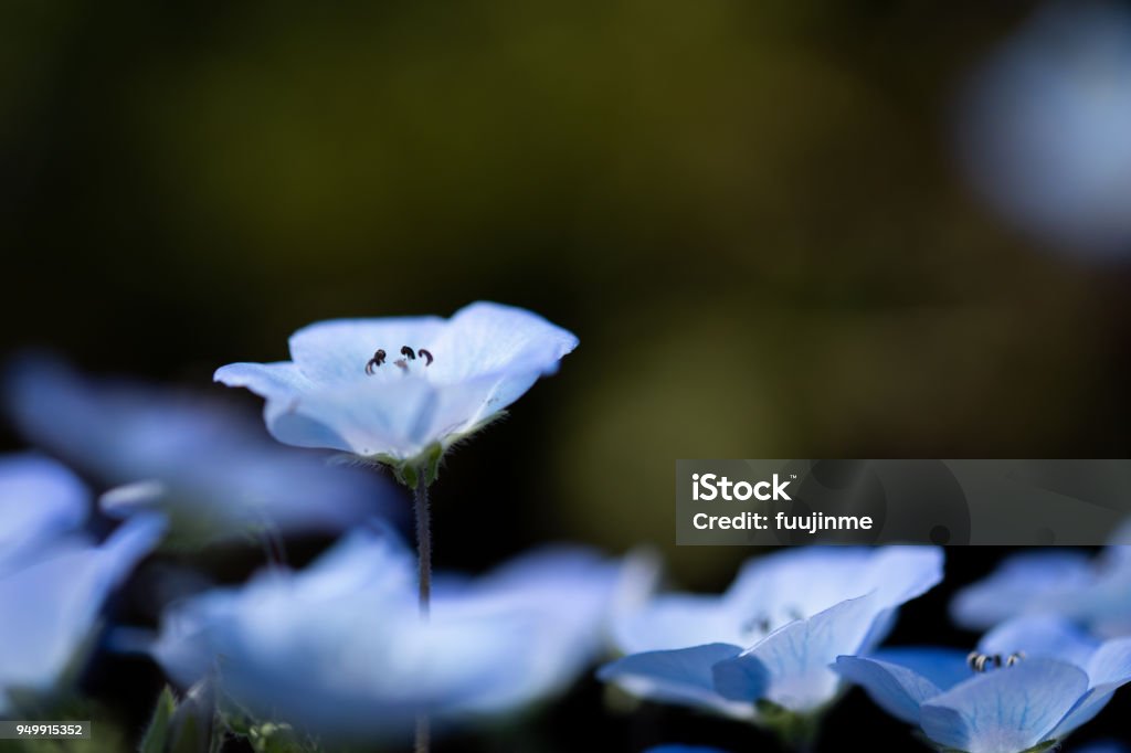 Nemophila is a spring flower Nemophila is a very beautiful flower. Blue Stock Photo