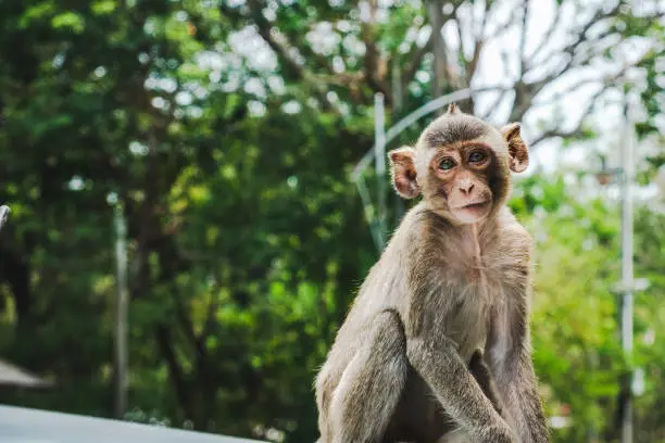 Baby Long-tailed macaque monkeys relaxing at Sam Muk Hill,Bangsan,Chonburi,Thailand.