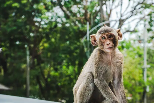 Photo of Baby Long-tailed macaque monkeys relaxing