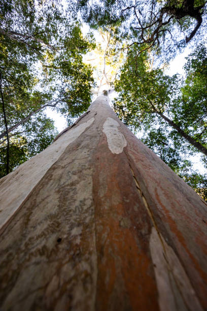 istock Close up of a tree trunk with perspective up to the canopy 949917374