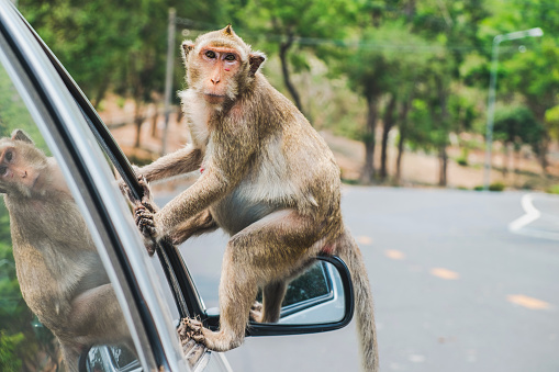 Litte crab-eating macaque,monkey sitting on the car's side mirror.