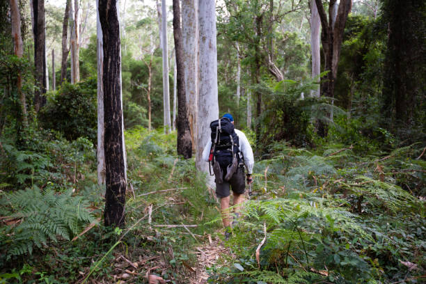 istock A retiree hikes through a beautiful tree forest with ferns and tall trees 949921954