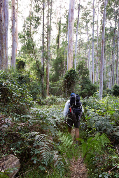 istock A retiree hikes through a beautiful tree forest with ferns and tall trees 949923010