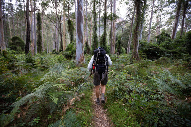 istock A retiree hikes through a beautiful tree forest with ferns and tall trees 949923146